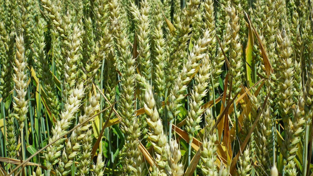 wheat-common